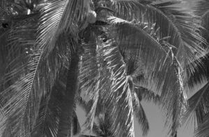 palmbackground